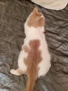Уменьшенная картинка