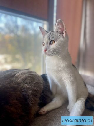 Котенок Булочка в добрые руки