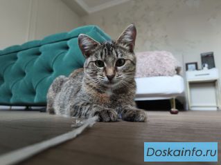 Слойка в поиске дома
