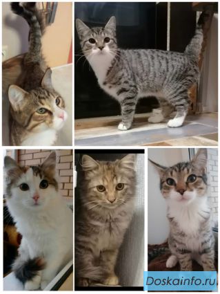 Очаровательные котята в добрые руки