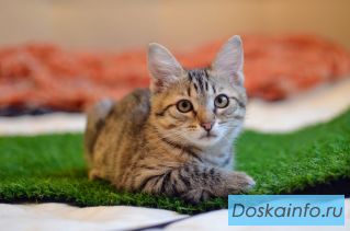 Очаровательный котенок девочка в добрые руки