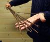  Розготерапия для  женщин и девушек бесплатно