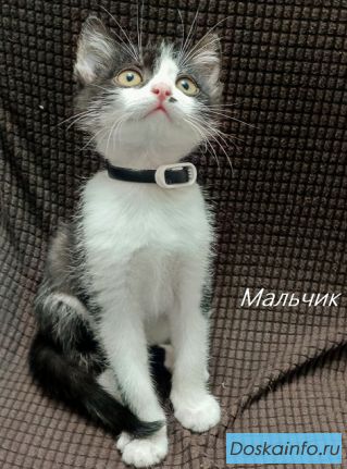 Отдам замечательных котят в добрые руки