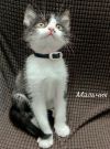 Отдам замечательных котят в добрые руки