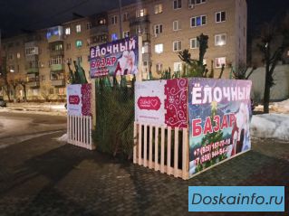 Живые новогодние ели в Серпухове, Чехове, Протвино