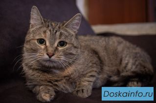Кошечка Лада в добрые руки