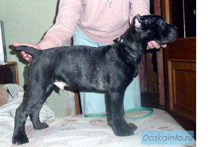 Продаются щенки породы Итальянский Кане Корсо