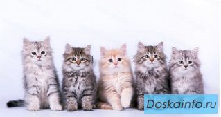 Сибирские котята от заводчика с документами