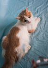 Уменьшенная картинка