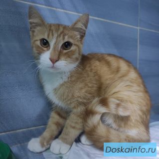Рыжику нужен дом