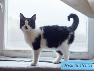 Гаечка ищет дом