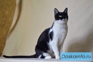 Марта в поиске дома