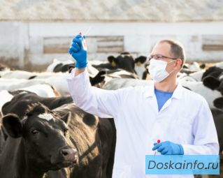 Ветеринарные консультации и монтаж электрики и механики на сельскохозяйственных объектах