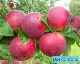 Черенки для прививки