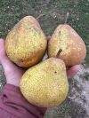Уменьшенная картинка