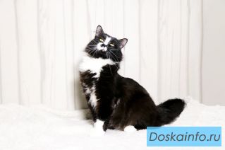 Котик Чаки в поиске дома!