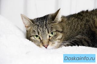 Кошечка Милка в поиске дома