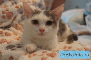 Котенок Марсик в добрые руки