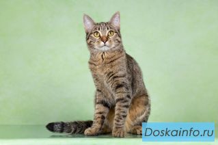 Кошечка Нюша в добрые руки