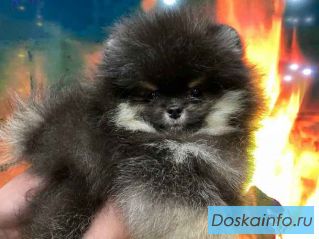 Купить щенка той-пуделя, мини шпицев и мальтипу