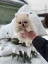 Уменьшенная картинка
