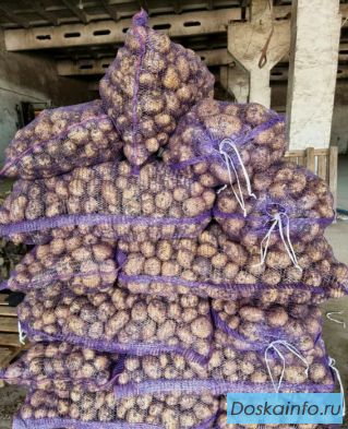 Продажа оптовых партий овощных культур из Алтайского края