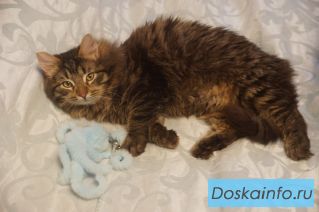Котик Ксюн в добрые руки