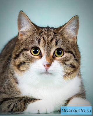 Котята Тоша в Таша в добрые руки