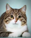 Котята Тоша в Таша в добрые руки