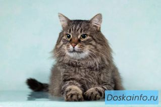 Котик Барон в добрые руки