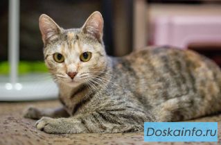 Кошечка Анфиса в добрые руки