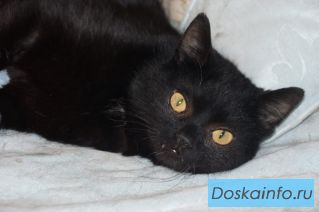 Котик Мартин в добрые руки