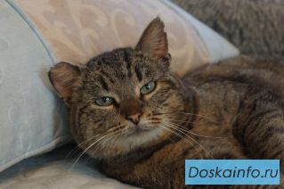 Котик Борис в добрые руки