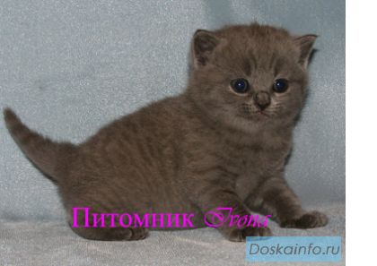Продаются британские котята из питомника Ivona