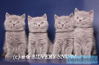 Британские котята. Питомник SILVERY SNOW