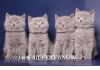 Британские котята. Питомник SILVERY SNOW
