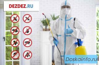 Профессиональная дезинсекция, дератизация и дезинфекция в Санкт-Петербурге