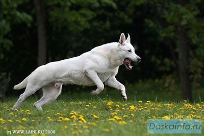 Белые Немецкие (Швейцарские) Овчарки! 