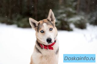 Хаски с глазами цвета неба по имени Корси в добрые руки 