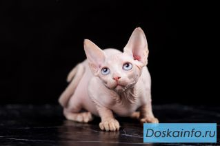 Питомник канадских сфинксов 'Скорпион' предлагает котят.