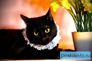 Котик Черныш в добрые руки
