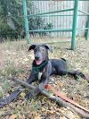 Потеряшка. Старые или новые хозяева