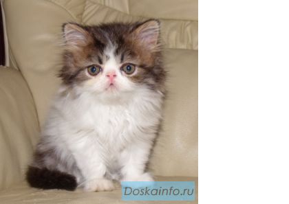 Продается персидский котенок мальчик и экзотический девочка