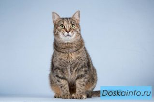 Кошечка Забава очень ждет добрых и заботливых хозяев. 