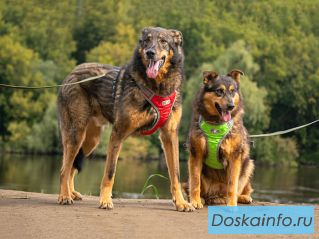 Ищем дом для двух неразлучных сердец Коннора и Лизы