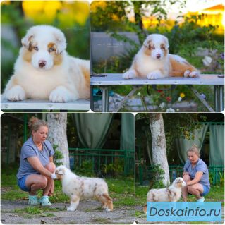 Щенки Австралийской овчарки/аусси от питомника ркф