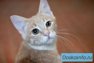 Рыжие котята в добрые руки
