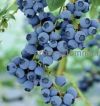 Уменьшенная картинка