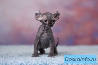 Питомник 'Скорпион' предлагает котят.