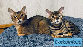 Котик Арчи в добрые руки